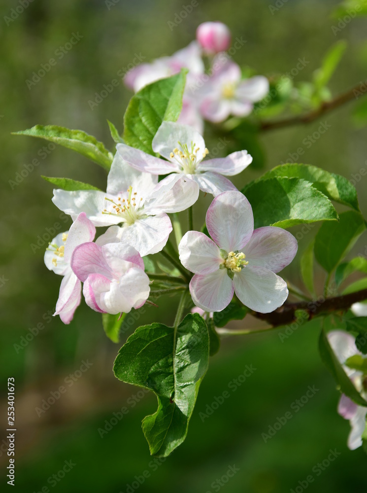 Apfelbaum - Blütezeit Apfelbaum - Blütezeit