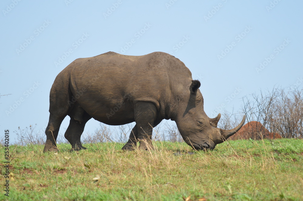 Obraz premium Male bull Cute White Rhino or Rhinoceros in a game reserve in South Africa