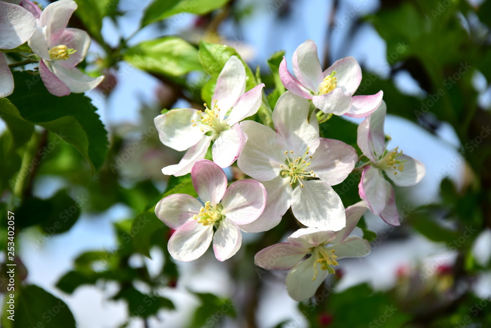 Blütezeit - Apfelblüten Blütezeit - Apfelblüten
