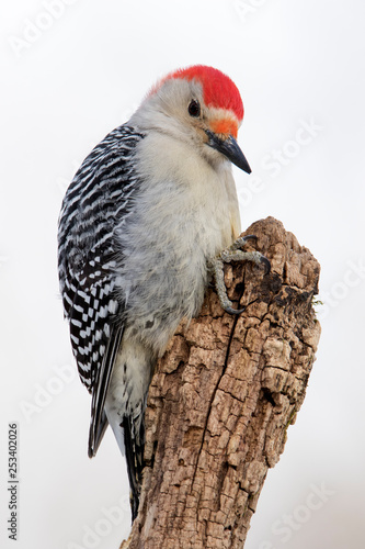 Beautiful photo of a Male Red-bellied Woodpecker (Melanerpes carolinus) holding and eating a sunflower seed on a tree stump. © geraldmarella