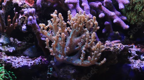 Video of Kenya tree soft coral in reef aquarium photo