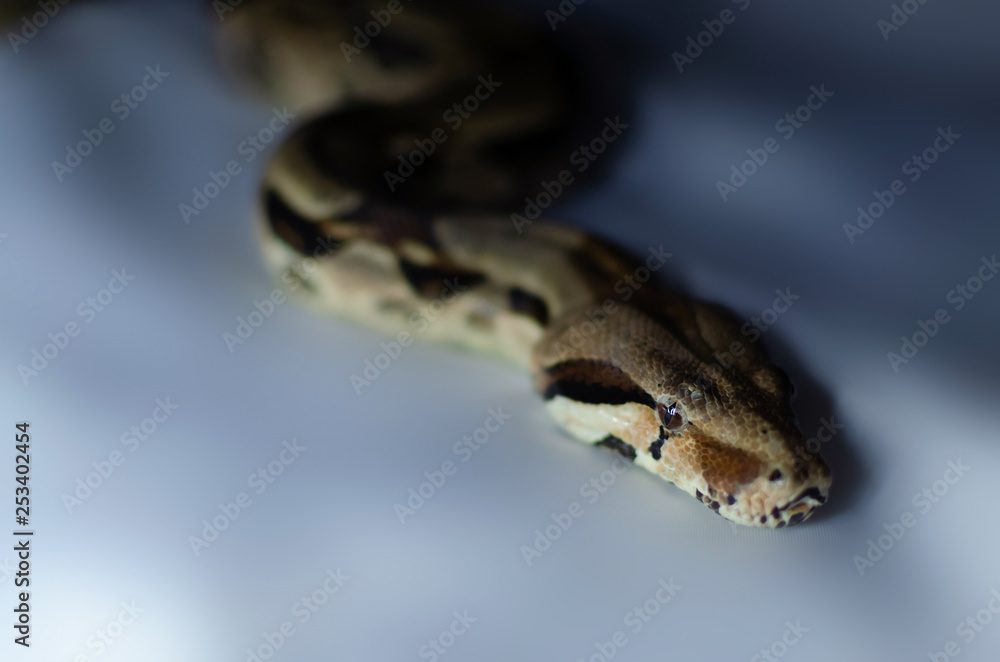 Boa constrictor imperator normal. Exotic animals in the human environment. Snake on a dark background. Boa constrictor imperator normal. Exotic animals in the human environment. Snake on a dark background.