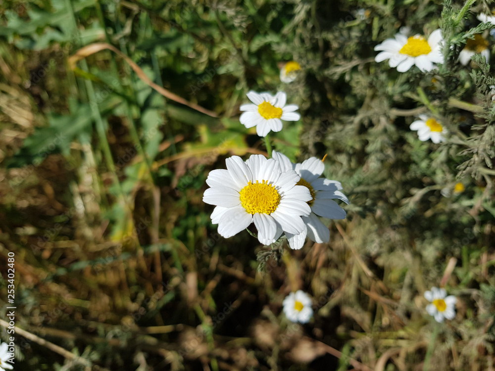 daisy flower detail with its white petals receiving sunlight on a background of green leaves and other daisy flowers daisy flower detail with its white petals receiving sunlight on a background of green leaves and other daisy flowers