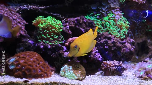 Lemon Tang aka Mimic tang (Acanthurus pyroferus) photo