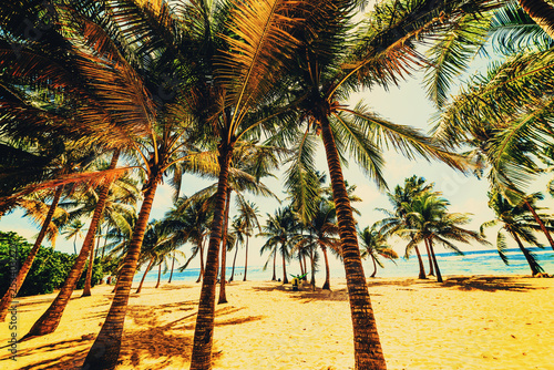 Palm trees in Bois Jolan beach in vintage tone