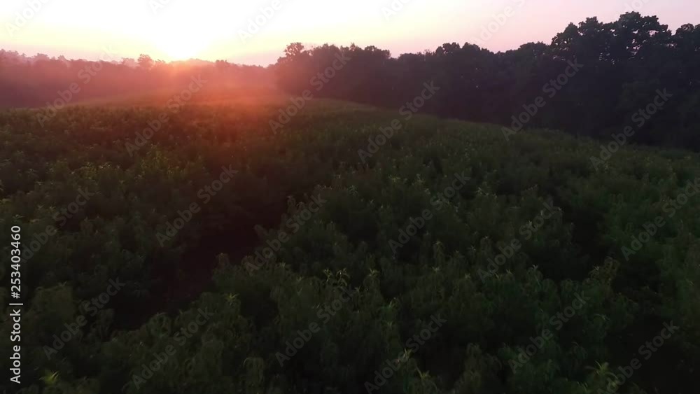 Sunrise in peaches orchard, aerial dolly shot into the rising sun, trees in background Sunrise in peaches orchard, aerial dolly shot into the rising sun, trees in background