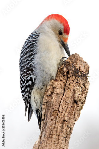 Beautiful photo of a Male Red-bellied Woodpecker  Melanerpes carolinus  holding and eating a sunflower seed on a tree stump.