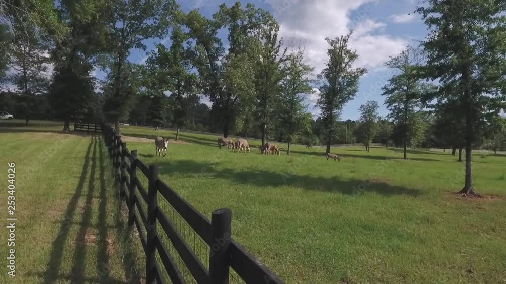 Drone shot of donkey on farm. Drone shot of donkey on farm.