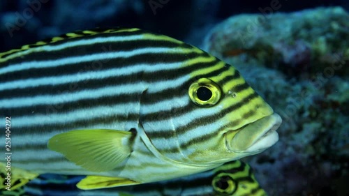 A school of Indian Ocean oriental sweetlips, Plectorhinchus vittatus, are hiding under a coral. Maldives, Indian Ocean, slow motion photo