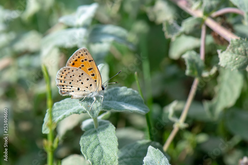 Lycaenidae / Alev Ateşi / Turkish Fiery Copper / Lycaena kefersteinii	 photo