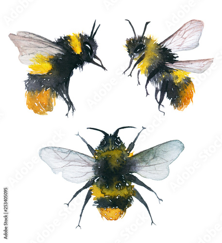 Watercolor illustration of an isolated flying bumblebee on a white background. Drawing of a bumblebee on a white background. © Anastasiia