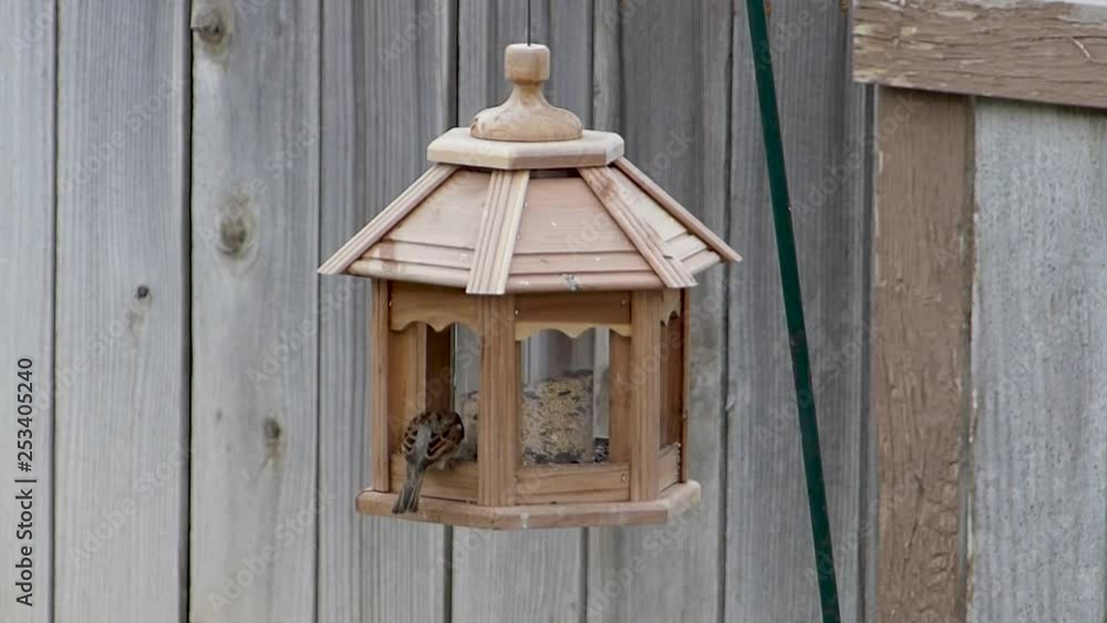 Birds feeding on bird seed from a bird house feeder in a backyard. Birds feeding on bird seed from a bird house feeder in a backyard.