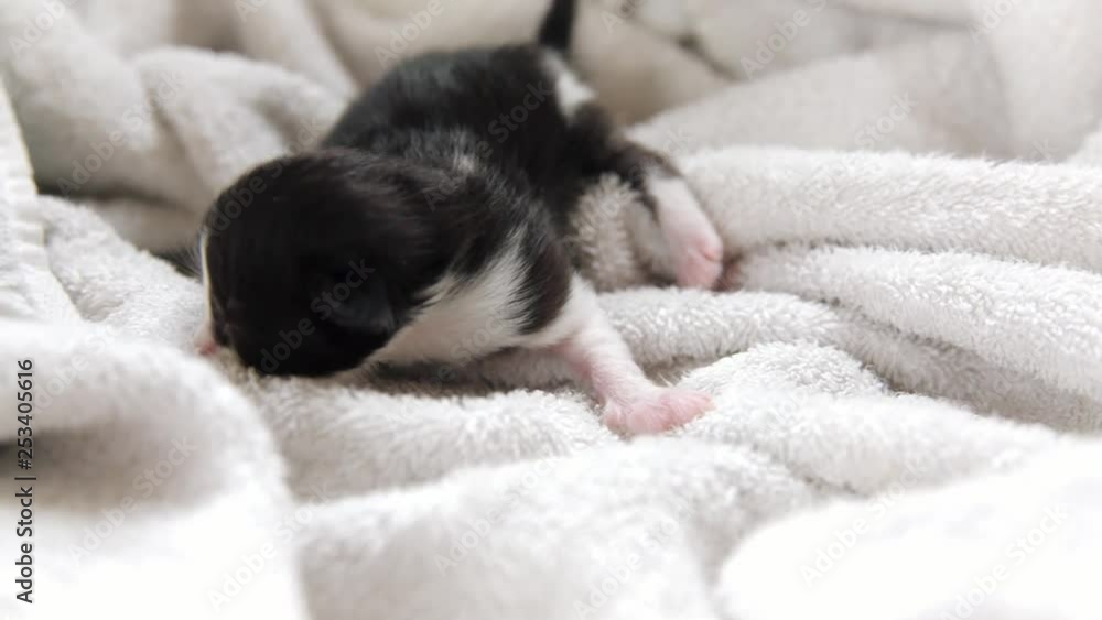 Kitten crawls around on white towel or blanket Kitten crawls around on white towel or blanket