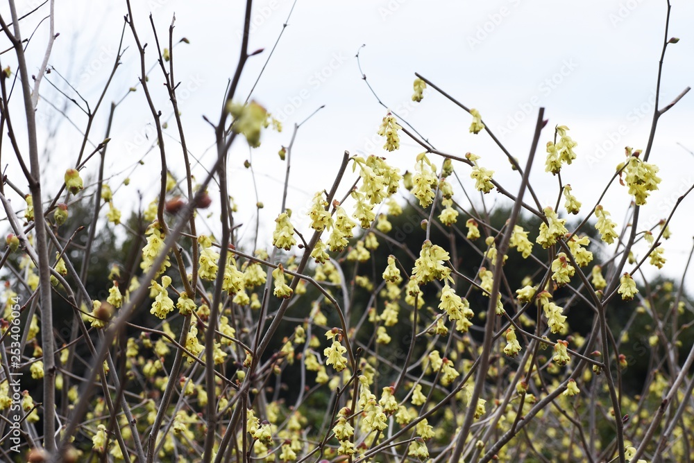 Obraz premium Spike winter hazel (Corylopsis spicata)