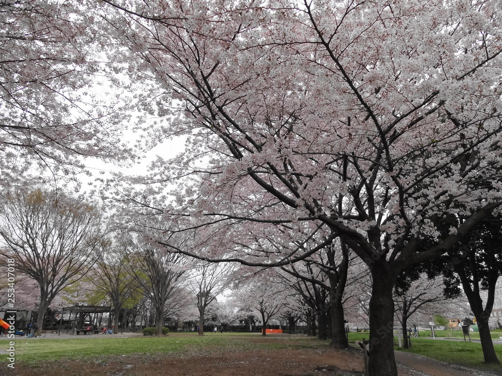 高田緑地の桜