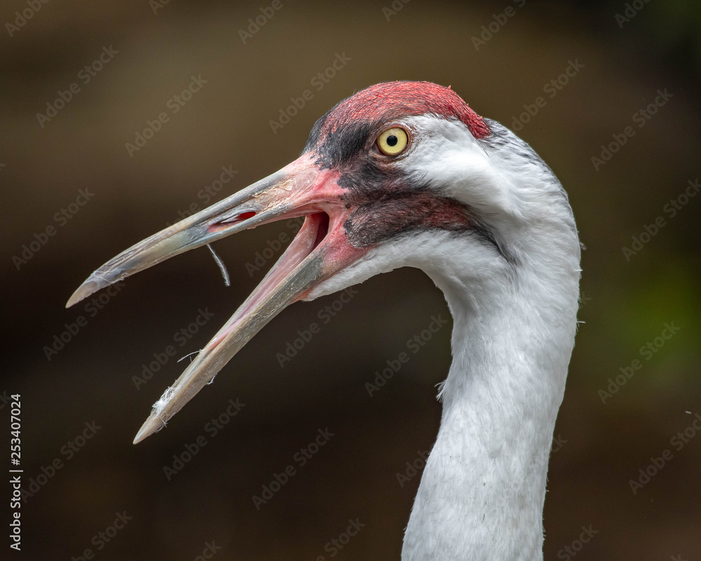 Fototapeta premium Profile of a Sandhill crane calling 