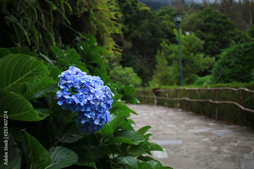 Blume