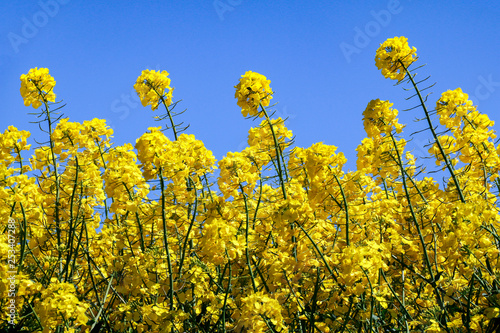 Low angle view of bright yellow flowers of Rapeseed  Brassica napus  on sunny summer day under a blue sky