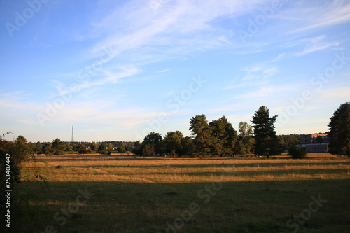 wiese