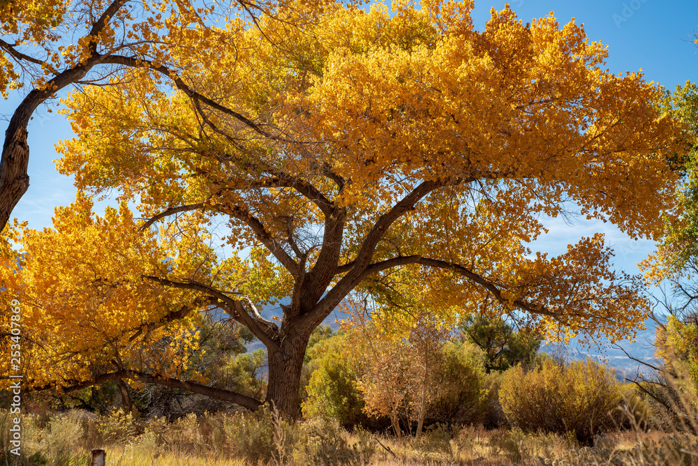 Fototapeta premium autumn landscape yellow leaves on trees nature background