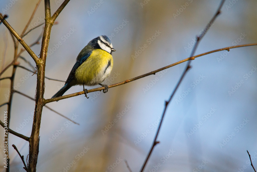 Naklejka premium mésange