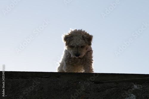 little dog