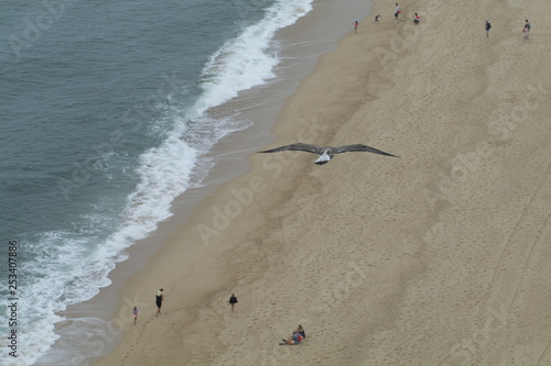 gull above the beach