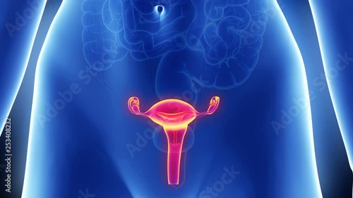 Female uterus photo