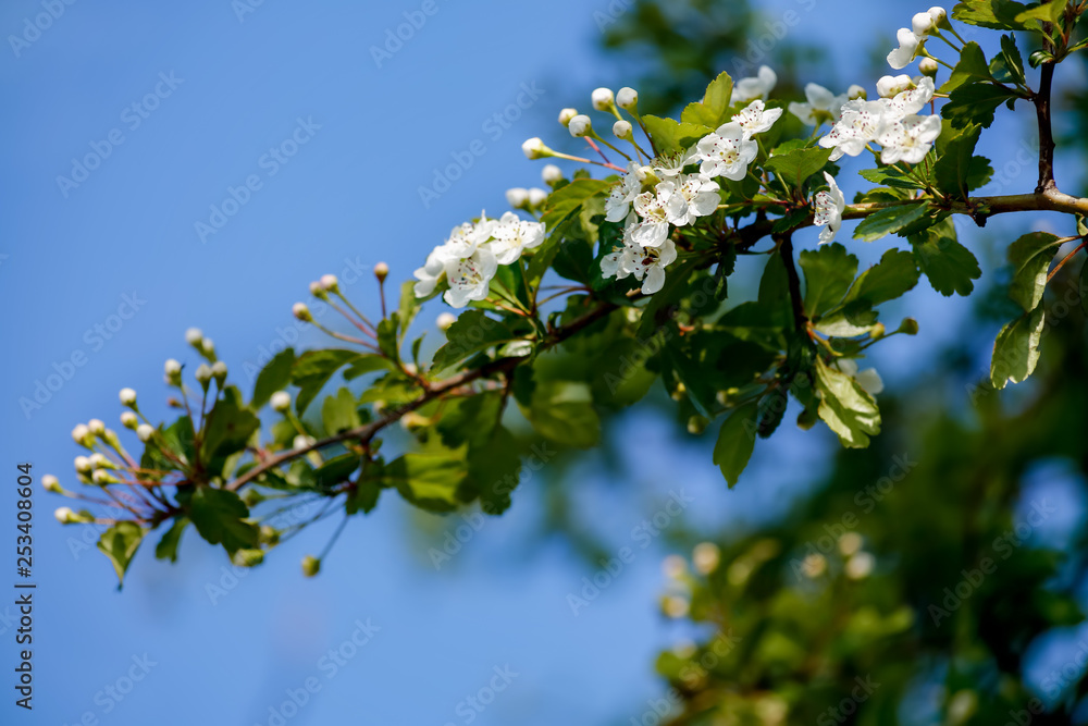 Blooming bushes branch in springtime. Beautiful white florets in orchard. Blue sky. Spring bushes with soft focus and blurry. Toned image doesn’t in focus. Blooming bushes branch in springtime. Beautiful white florets in orchard. Blue sky. Spring bushes with soft focus and blurry. Toned image doesn’t in focus.