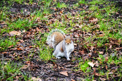 Squirrel in Amsterdam