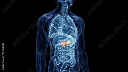 Human pancreas photo