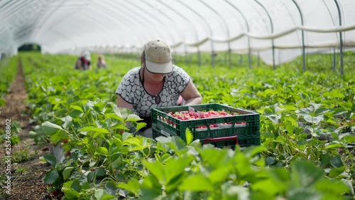 A woman collects fresh strawberries for sale in a large greenhouse at a farm in Germany.