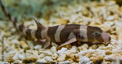 juvenile brown banded bamboo shark laying on the bottom, popular fish in aquaculture, tropical young fish from the pacific ocean photo