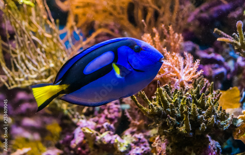 closeup of a blue tang surgeonfish, popular tropical aquarium pet, exotic fish from the pacific ocean © Charlotte B