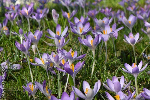 Purple spring crocus flowers in garden grass