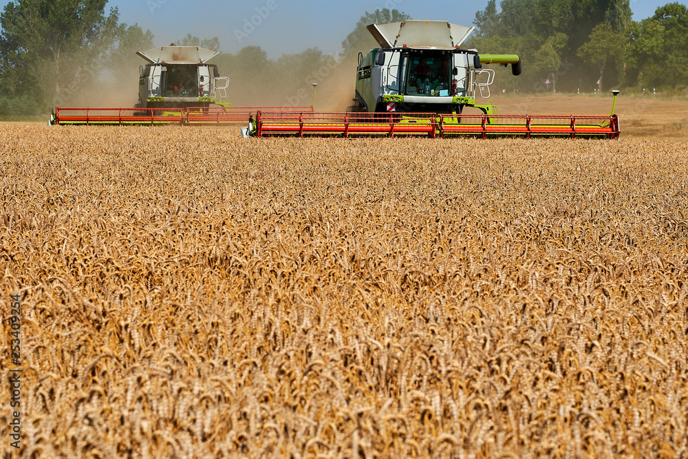 Fototapeta premium two harvester unloading corn on tractor