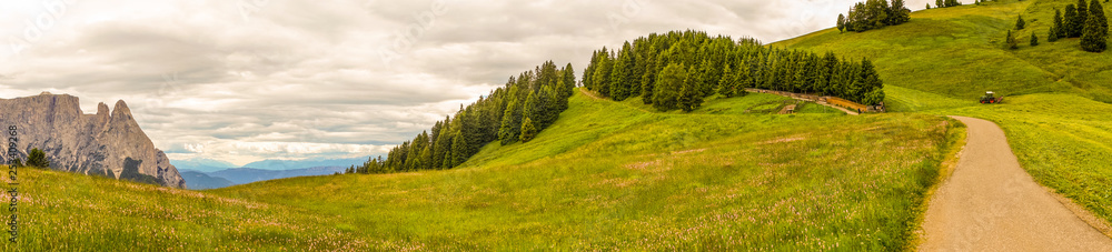 Alpe di Siusi, Seiser Alm with Sassolungo Langkofel Dolomite, a trekking walking winding path in a lush green field panorama