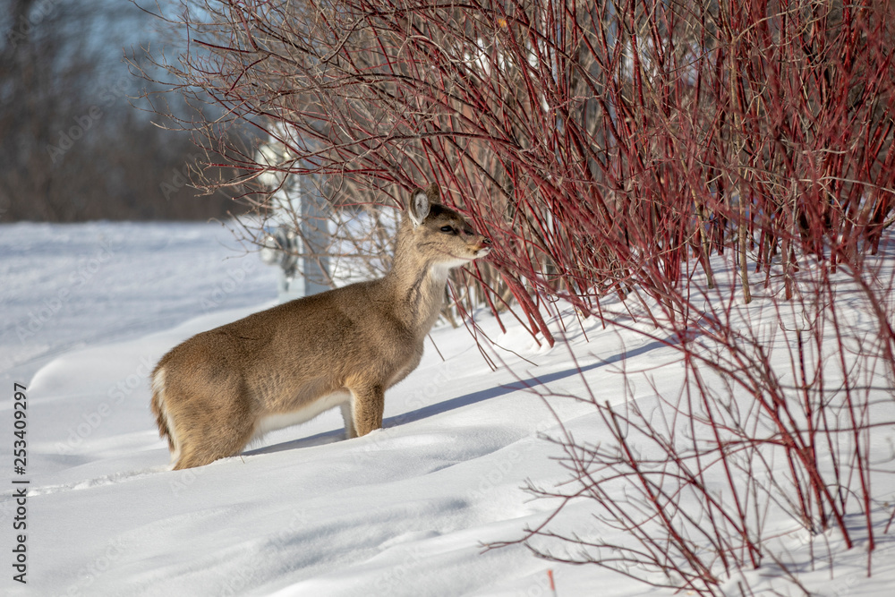 A hungry whitetail doe in search of food A hungry whitetail doe in search of food