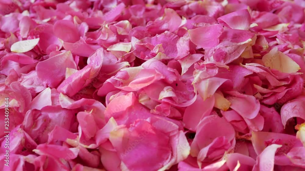 Drying rose petals. Petals in woman hands, close up. Natural sunset lighting. Drying rose petals. Petals in woman hands, close up. Natural sunset lighting.