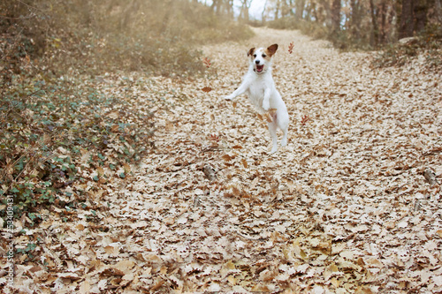 DOG AUTUMN. FUNNY JACK RUSSELL PLAYING AND JUMPING WITH FALL LEAVES.