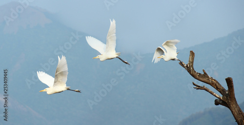 Fototapeta Naklejka Na Ścianę i Meble -  flock of seagulls