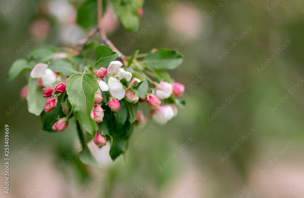 Blossoming apple tree in a garden. Blurry backdrop with pink buds and white flowers in springtime. Spring nature wallpaper. Image soft focus. Copy space. Blossoming apple tree in a garden. Blurry backdrop with pink buds and white flowers in springtime. Spring nature wallpaper. Image soft focus. Copy space.