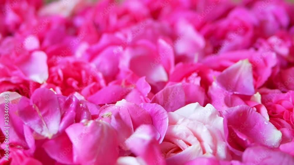 Delicate pink rose petals falling, close up. Romantic fresh flowers. Slow motion. Delicate pink rose petals falling, close up. Romantic fresh flowers. Slow motion.
