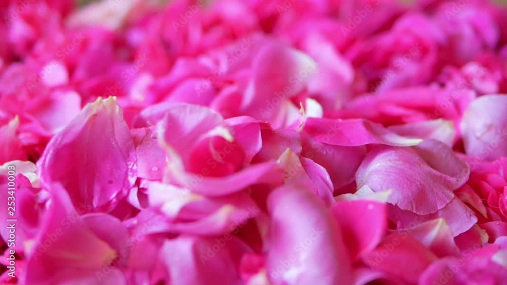 Fallnig pink rose petals, close up. Fresh flowers. Slow motion. Fallnig pink rose petals, close up. Fresh flowers. Slow motion.