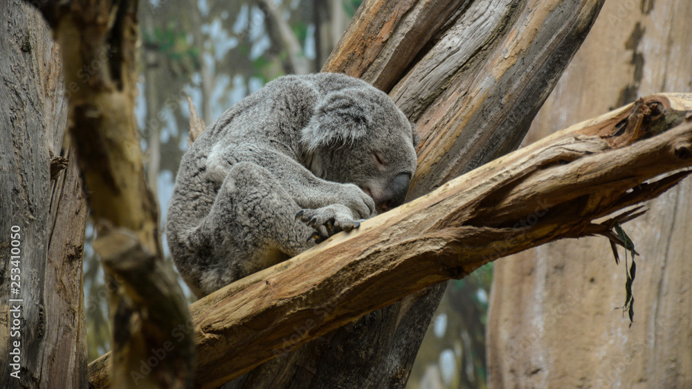 Obraz premium koala bear napping in a tree