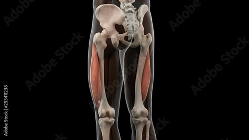 Human leg muscles photo