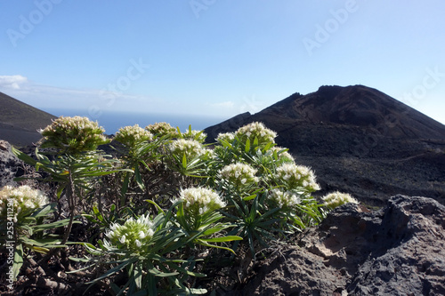 Wei  er Natternkopf  Echium brevirame 