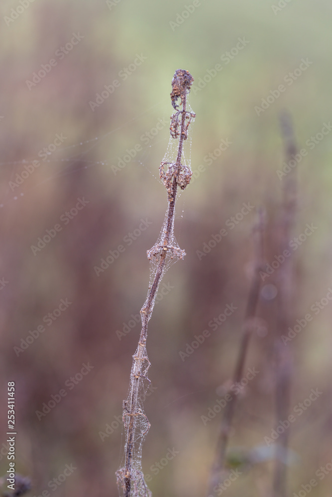Bur covered in wet spider cobweb Bur covered in wet spider cobweb