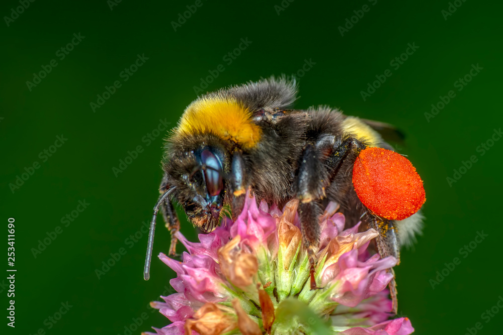 Image of bee or honeybee on yellow flower collects nectar. Golden honeybee on flower pollen with space blur background for text. Insect. Animal - obrazy, fototapety, plakaty 