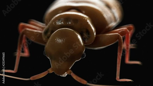 Bed bug animation photo